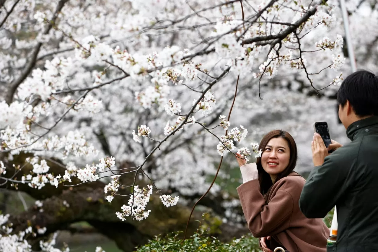 Sắc hoa anh đào nở rộ trên khắp thế giới