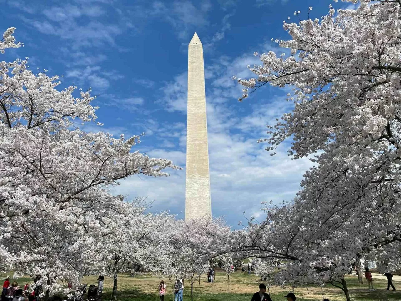 Sắc hoa anh đào nở rộ trên khắp thế giới