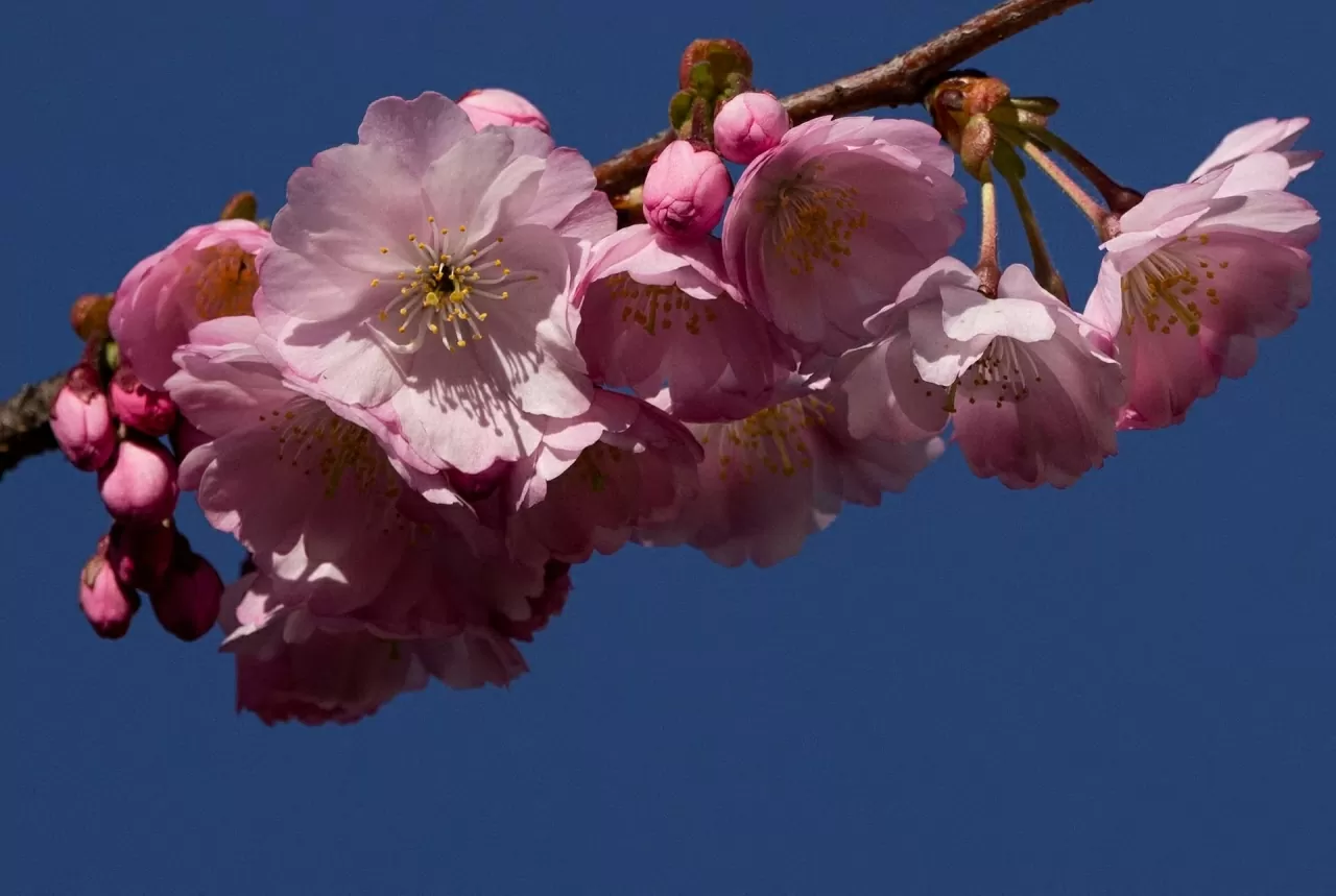 Sắc hoa anh đào nở rộ trên khắp thế giới