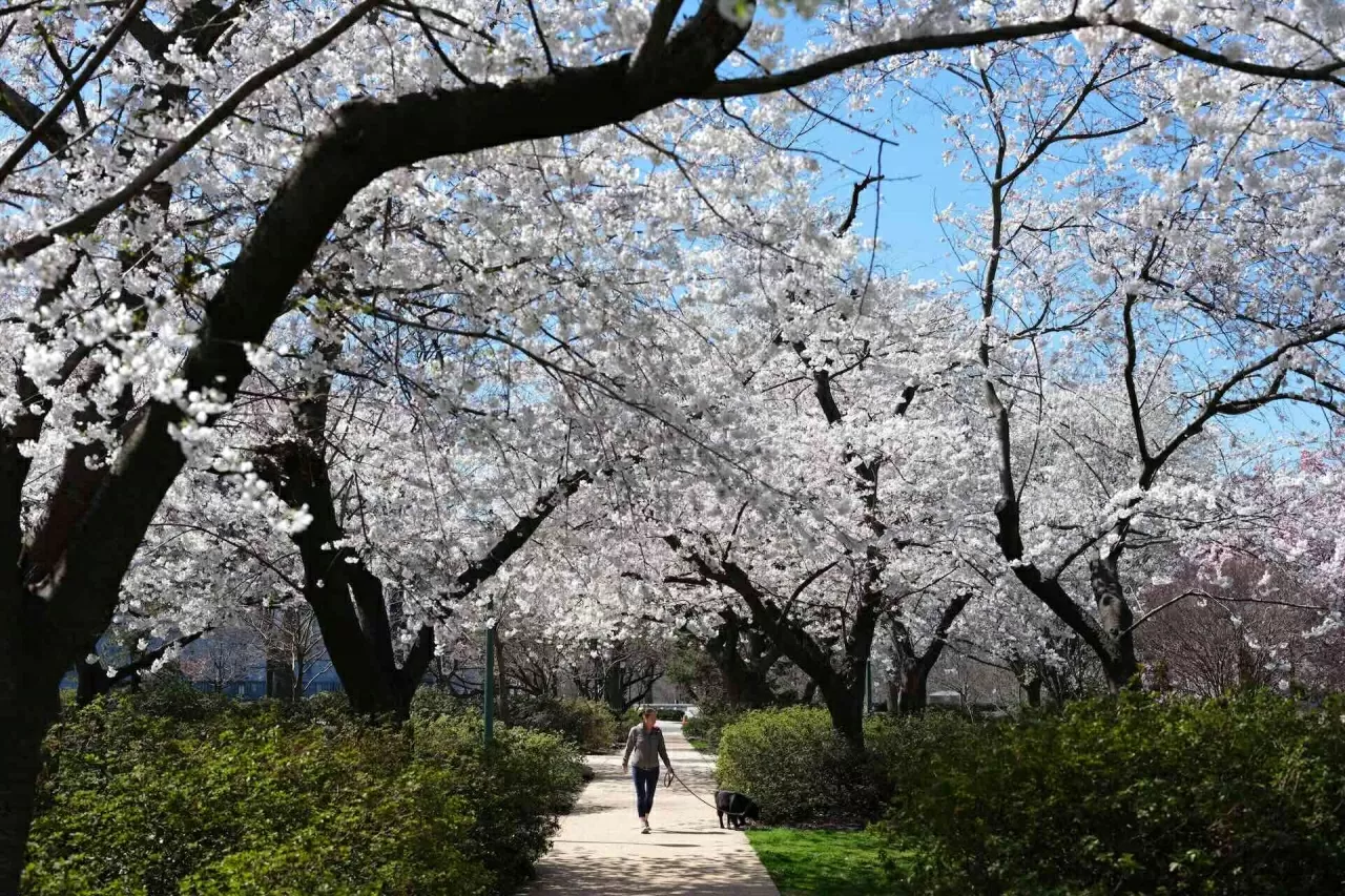 Sắc hoa anh đào nở rộ trên khắp thế giới