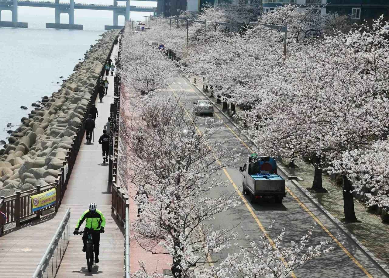 Sắc hoa anh đào nở rộ trên khắp thế giới