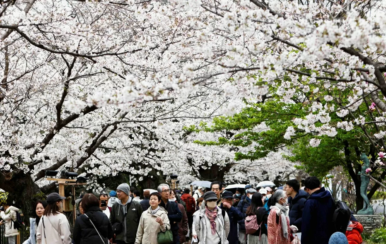 Sắc hoa anh đào nở rộ trên khắp thế giới