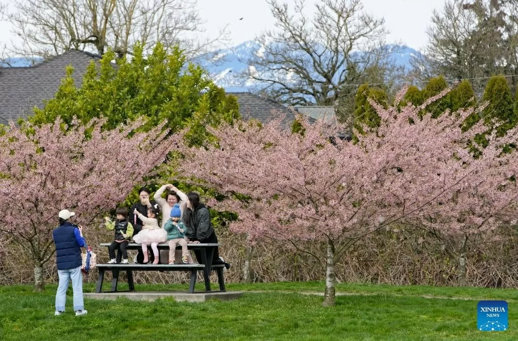 Sắc hoa anh đào nở rộ trên khắp thế giới