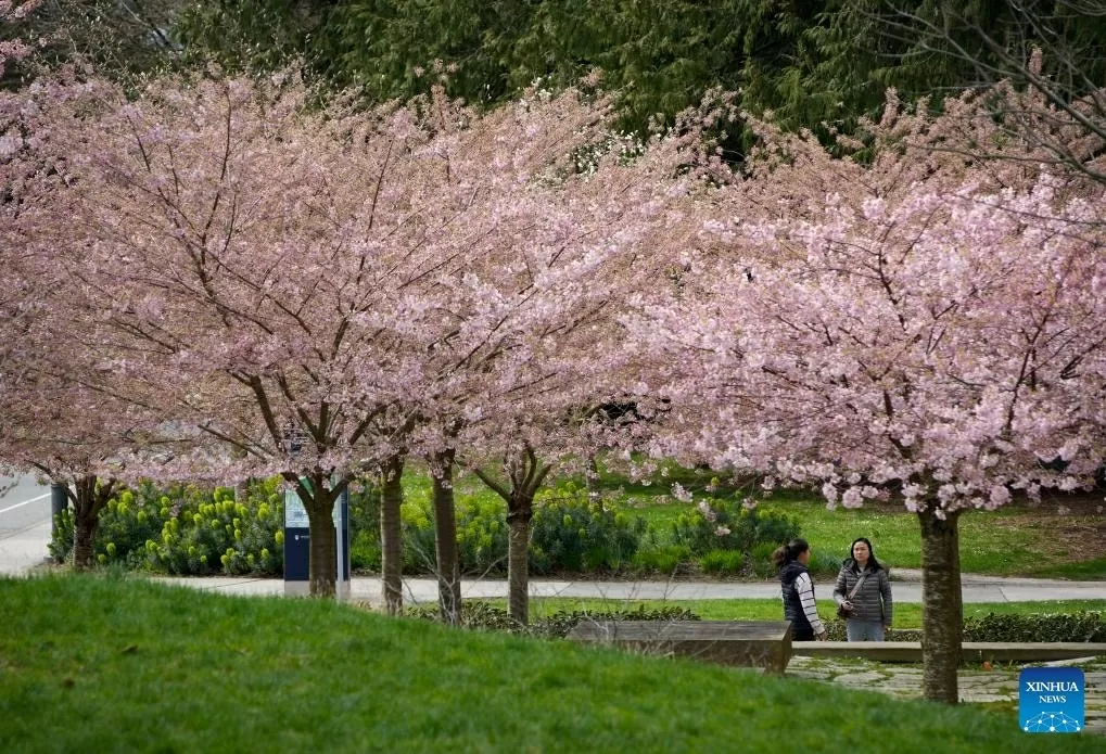 Sắc hoa anh đào nở rộ trên khắp thế giới