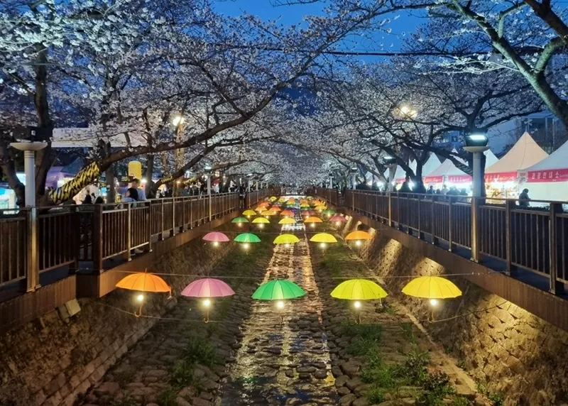 Hàn Quốc: Kết thúc Lễ hội hoa anh đào Jinhae 2025