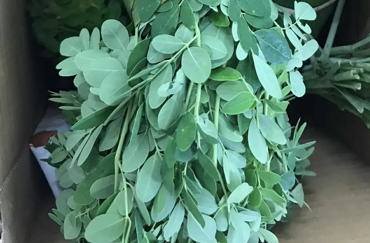 Loại rau nào giàu canxi gấp 4 lần sữa, nhiều vitamin C gấp 7 lần cam? Loại rau nào giàu canxi gấp 4 lần sữa, nhiều vitamin C gấp 7 lần cam?