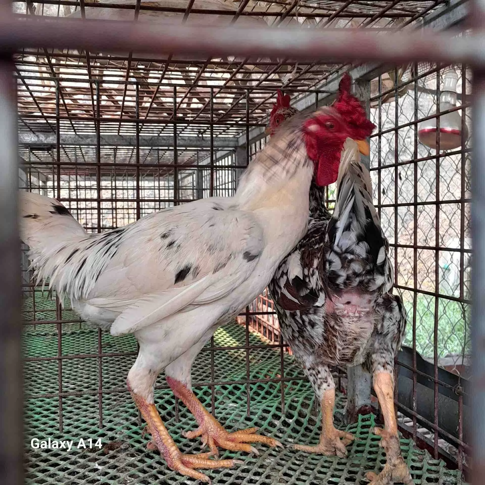 Thưởng thức đặc sản tưởng chỉ có trong truyền thuyết của Phú Thọ