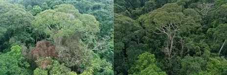 Panama: Qua sét đánh, cây nhiệt đới gây thiệt hại cho các cây đối thủ và dây leo ký sinh xung quanh