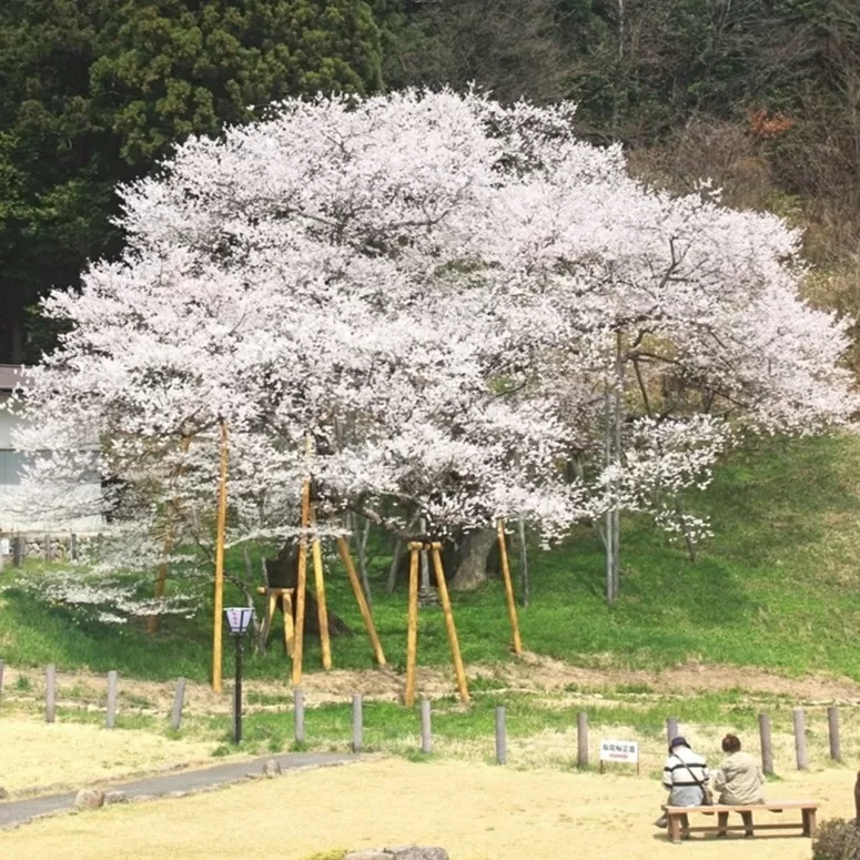 Nhật Bản: Bốn cây hoa anh đào 1.000 năm bung nở