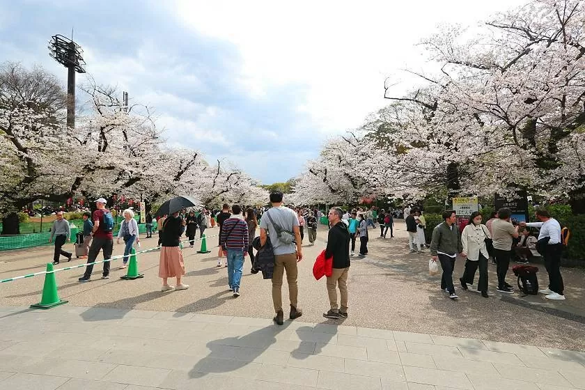 Du lịch Nhật Bản ‘nở rộ’ mùa lễ hội Hanami
