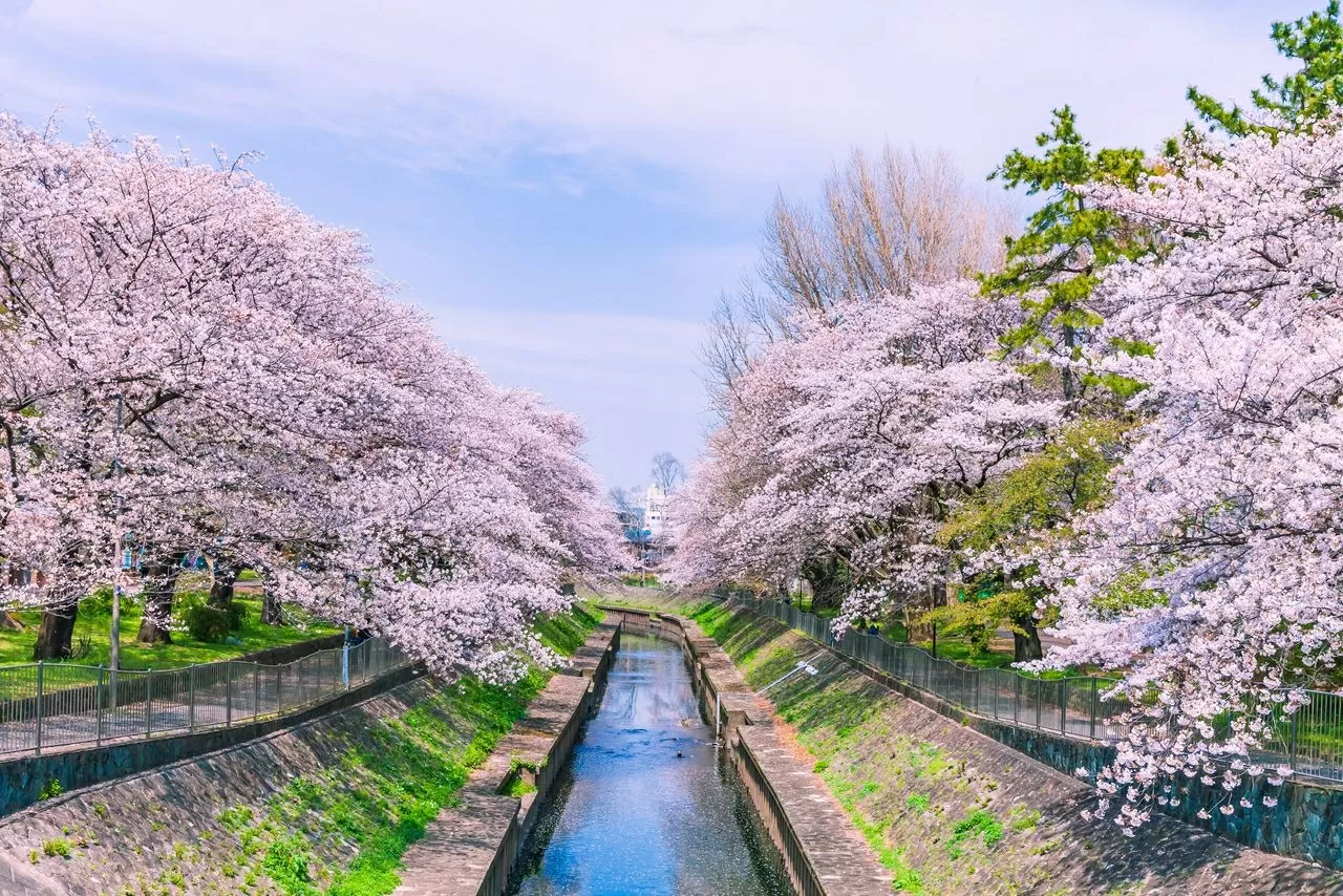 Du lịch Nhật Bản ‘nở rộ’ mùa lễ hội Hanami Du lịch Nhật Bản ‘nở rộ’ mùa lễ hội Hanami