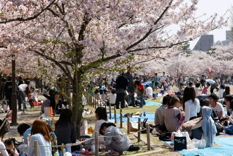 Du lịch Nhật Bản ‘nở rộ’ mùa lễ hội Hanami