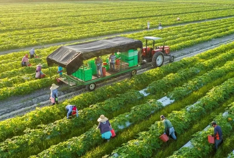 Việt Nam đã và đang thúc đẩy nông nghiệp bền vững, hiệu quả năng lượng và nền kinh tế tuần hoàn (Nguồn: Kinh tế Nông thôn)