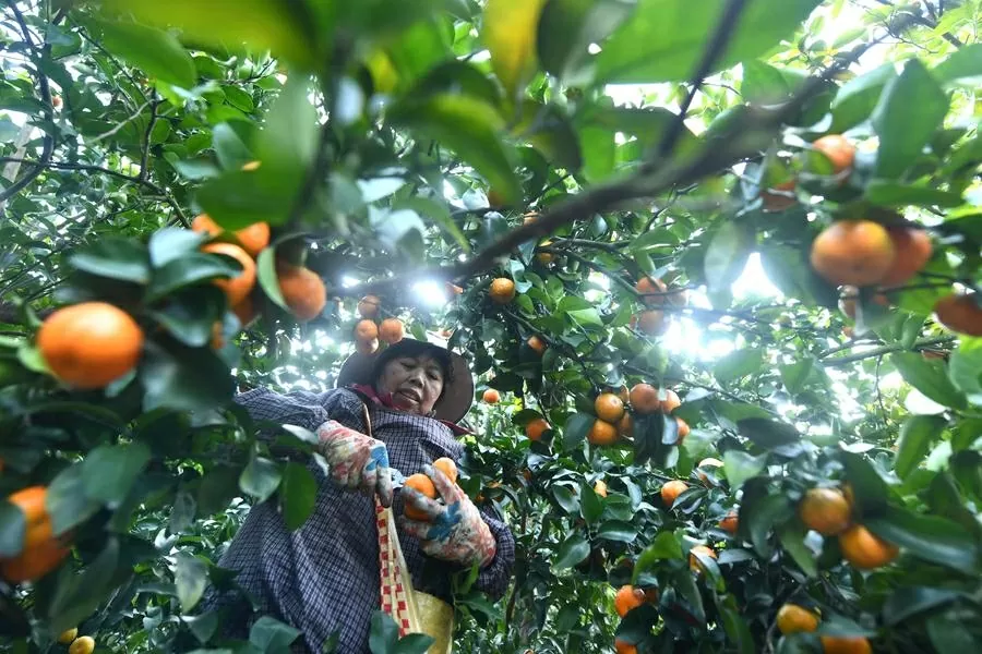 Một người phụ nữ đang thu hoạch quýt đường tại Làng Si'an ở Quận Liujiang, Thành phố Liuzhou, Khu tự trị dân tộc Choang Quảng Tây, miền nam Trung Quốc, ngày 18/12/2024. (Nguồn: Tân Hoa xã)