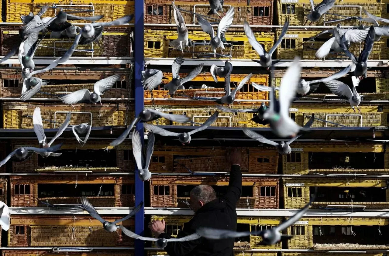 Những chú bồ câu đua được thả bay trong cuộc đua Up North Combine tại Wetherby, Anh. (Nguồn: Reuters)