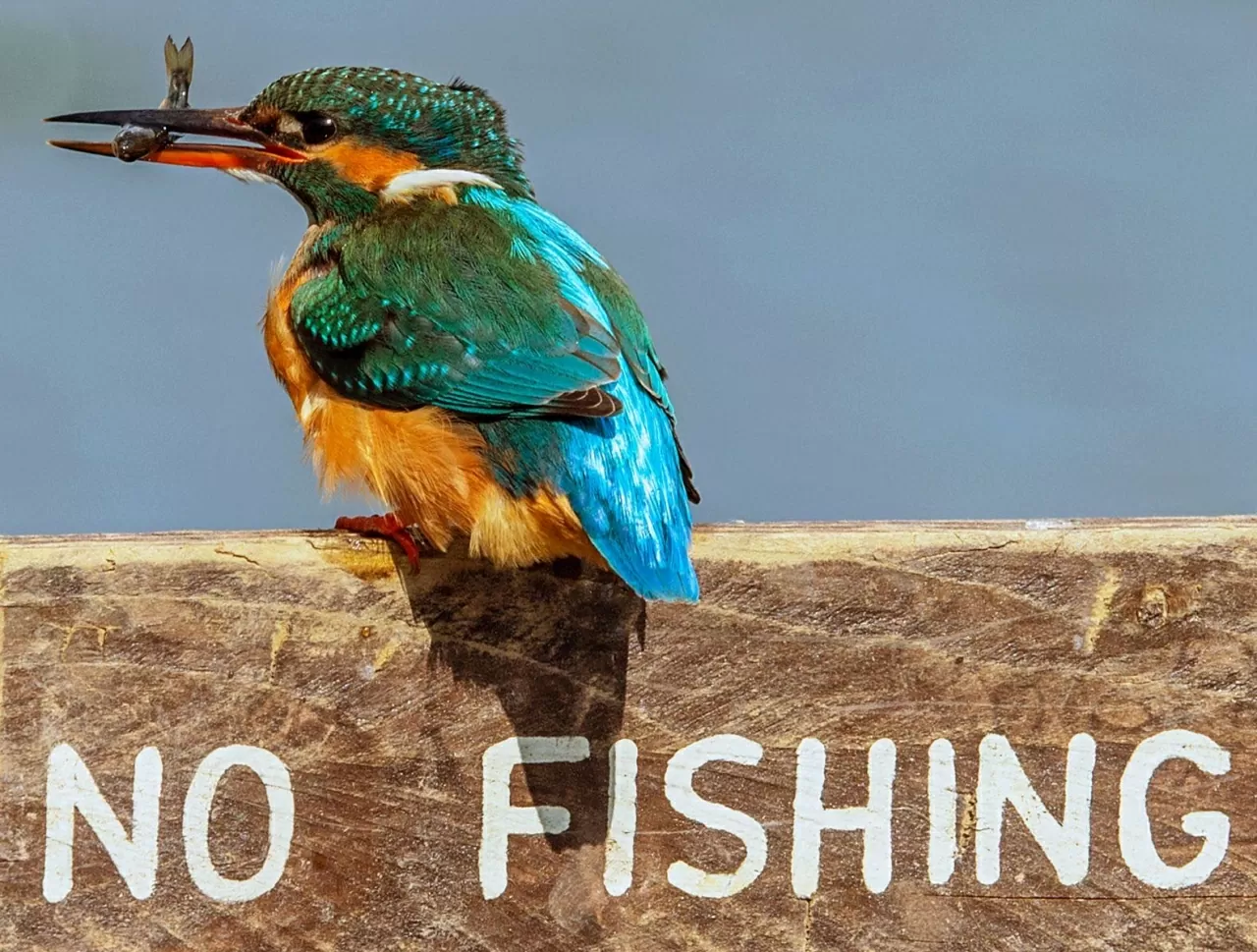 Một con chim bói cá phớt lờ biển cấm câu sau khi bắt được mồi tại Công viên Teddesley ở hạt Staffordshire, Anh. (Nguồn: Getty)