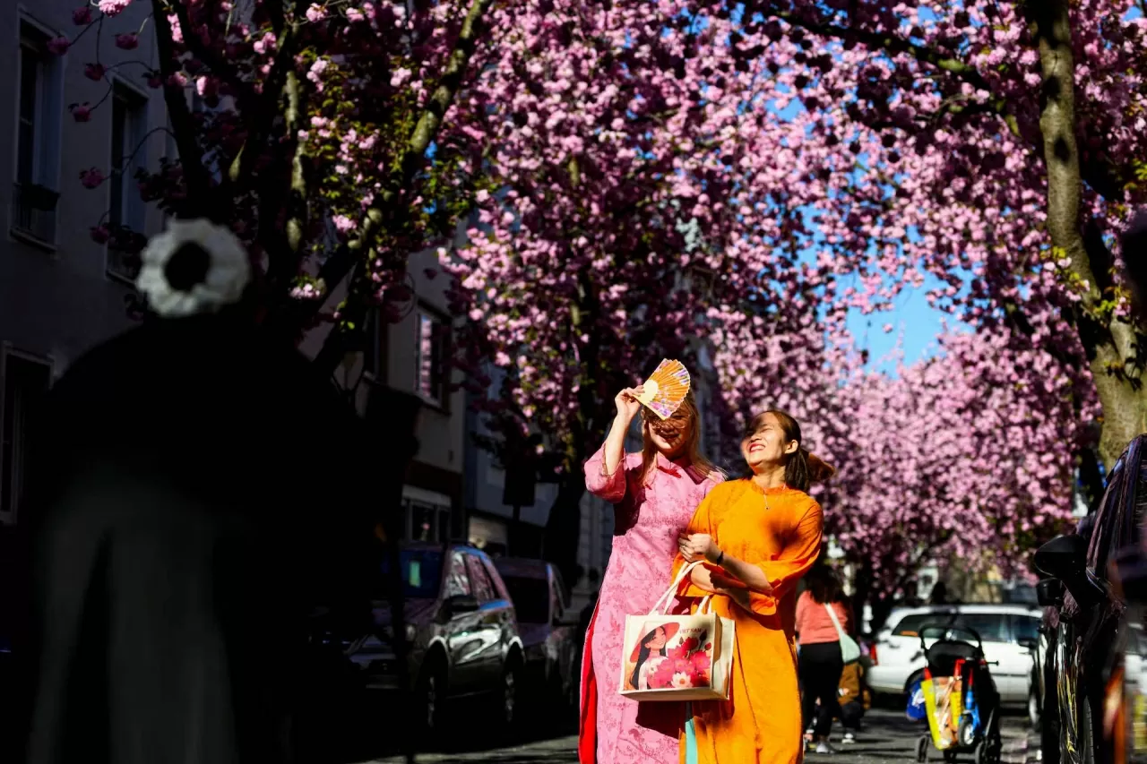 Người dân chụp ảnh vố những cây hoa anh đào hồng trên đại lộ Hoa Anh Đào ở trung tâm thành phố Bonn, Đức. (Nguồn: Reuters)