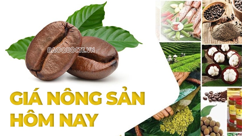 gia nong san hom nay 2542025 gia ca phe dong loat lap dinh gia tieu khoi sac gia heo hoi giam phia my binh luan ve cuoc dam phan thuong mai