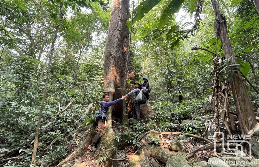 Vườn quốc gia Tam Đảo - Thiên đường xanh giữa mây ngàn