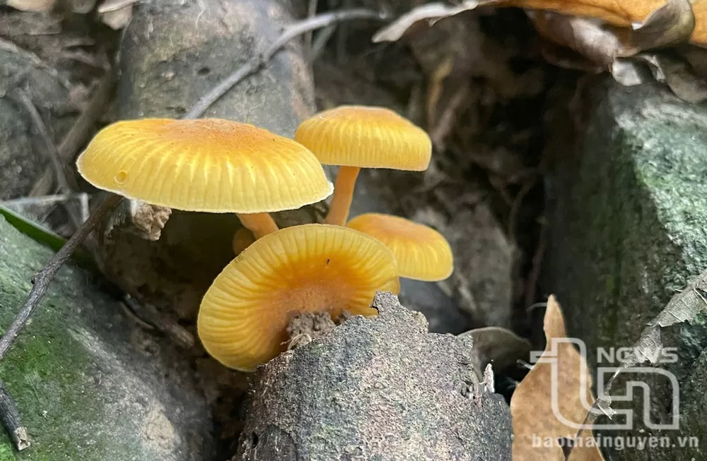 Vườn quốc gia Tam Đảo - Thiên đường xanh giữa mây ngàn Vườn quốc gia Tam Đảo - Thiên đường xanh giữa mây ngàn