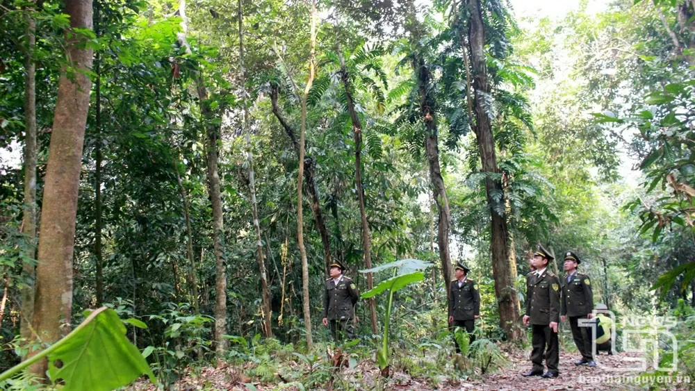 Vườn quốc gia Tam Đảo - Thiên đường xanh giữa mây ngàn