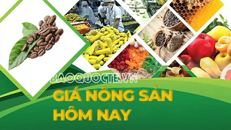 Giá nông sản hôm nay 4/8/2025: Giá cà phê