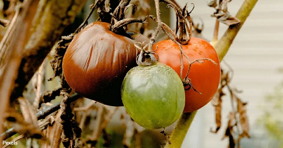 Trái đất nóng lên, báo động tình trạng thực phẩm nhanh hỏng, ảnh hưởng đến sức khoẻ Trái đất nóng lên, báo động tình trạng thực phẩm nhanh hỏng, ảnh hưởng đến sức khoẻ