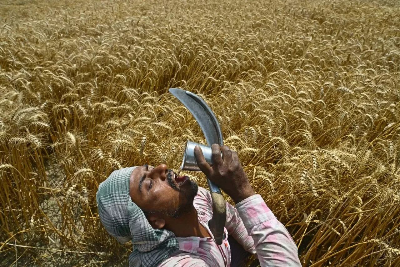 Một công nhân uống nước trong khi thu hoạch lúa mì ở vùng ngoại ô Chandigarh, Ấn Độ, ngày 22/4. (Nguồn: AFP)