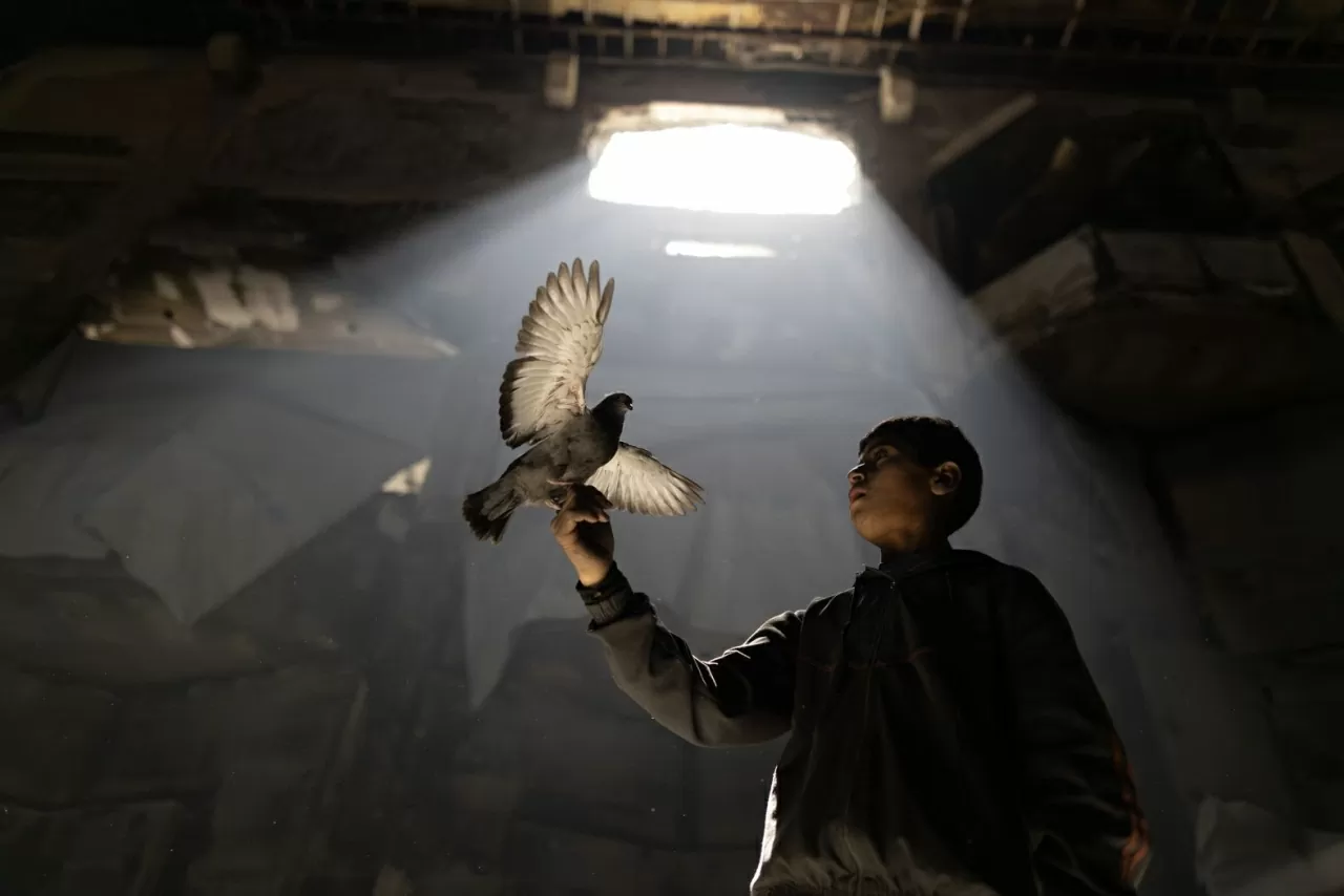 Một cậu bé người Palestine chơi với một con chim bồ câu tại hội trường lớn của Đại học Hồi giáo, ngày 20/4, trong lúc đang phải đi sơ tán do các cuộc tấn công của Israel tại Gaza. Nơi này giờ đây là chốn trú ẩn tạm thời ở thành phố Gaza City. (Nguồn: Getty)