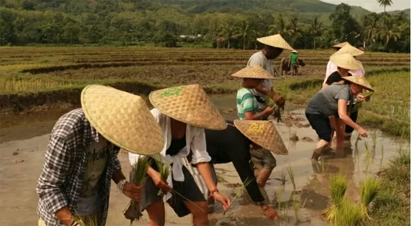 Trải nghiệm cấy lúa ở Lào là một cách tuyệt vời để rời xa những con đường mòn và hòa mình vào di sản nông nghiệp của đất nước này. (Nguồn: Anita Rao Kashi)