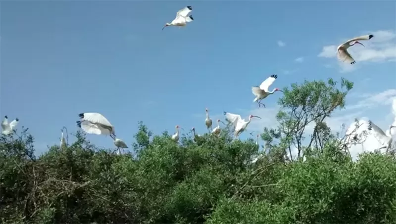 Tiếng gọi của thiên nhiên: Ngắm chim là lựa chọn hoàn hảo cho một kỳ nghỉ “hobbiday”. (Nguồn: Anita Rao Kashi)