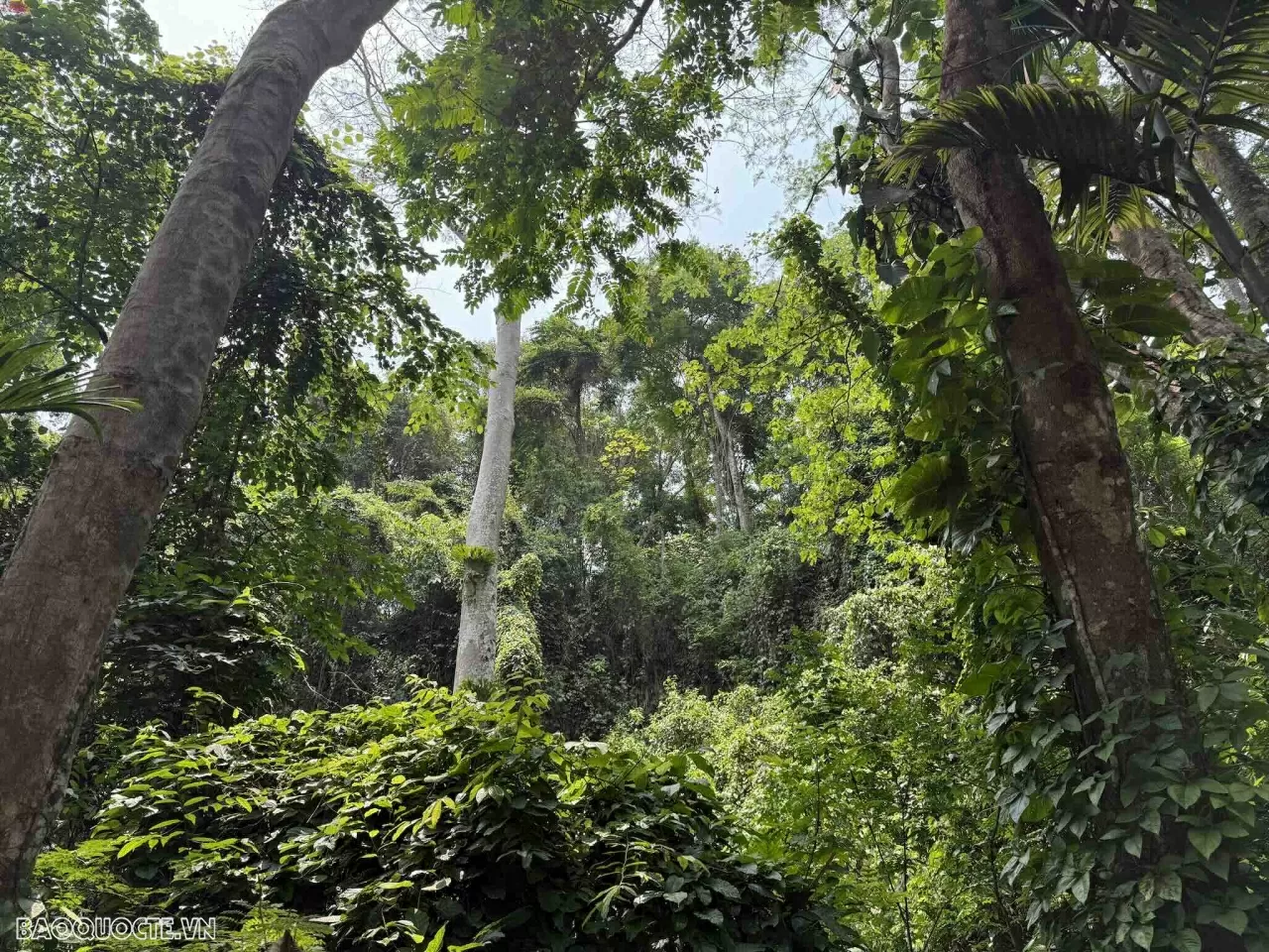 Lang thang ở Luang Prabang