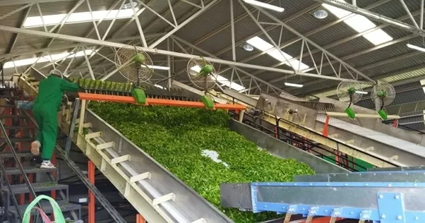 Nhà máy trà Rukuriri, một công ty liên kết của Cơ quan phát triển trà Kenya (KTDA) tại quận Embu, Kenya. (Nguồn: Farmer's Journal Africa)