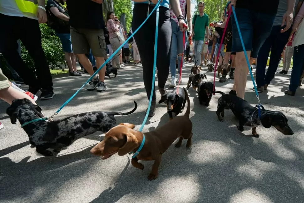Hàng trăm chú chó dachshund săn đuổi kỷ lục ở Hungary. (Nguồn: AP)