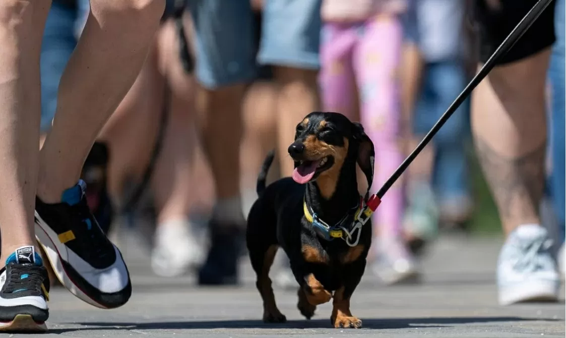 Hàng trăm chú chó dachshund săn đuổi kỷ lục ở Hungary. (Nguồn: AP) Hàng trăm chú chó dachshund săn đuổi kỷ lục ở Hungary. (Nguồn: AP)