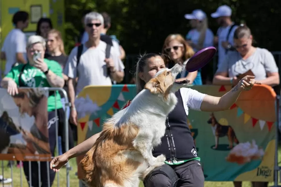 Hàng trăm chú chó dachshund săn đuổi kỷ lục ở Hungary