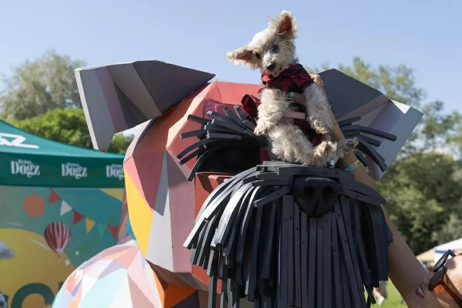 Hàng trăm chú chó dachshund săn đuổi kỷ lục ở Hungary