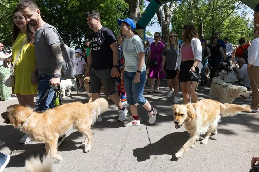 Hàng trăm chú chó dachshund săn đuổi kỷ lục ở Hungary Hàng trăm chú chó dachshund săn đuổi kỷ lục ở Hungary