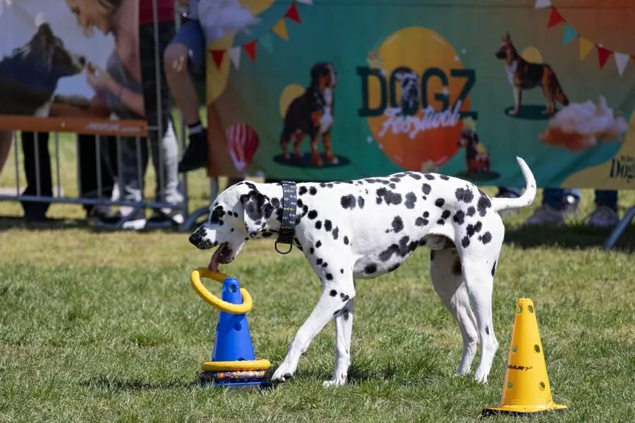 Hàng trăm chú chó dachshund săn đuổi kỷ lục ở Hungary Hàng trăm chú chó dachshund săn đuổi kỷ lục ở Hungary