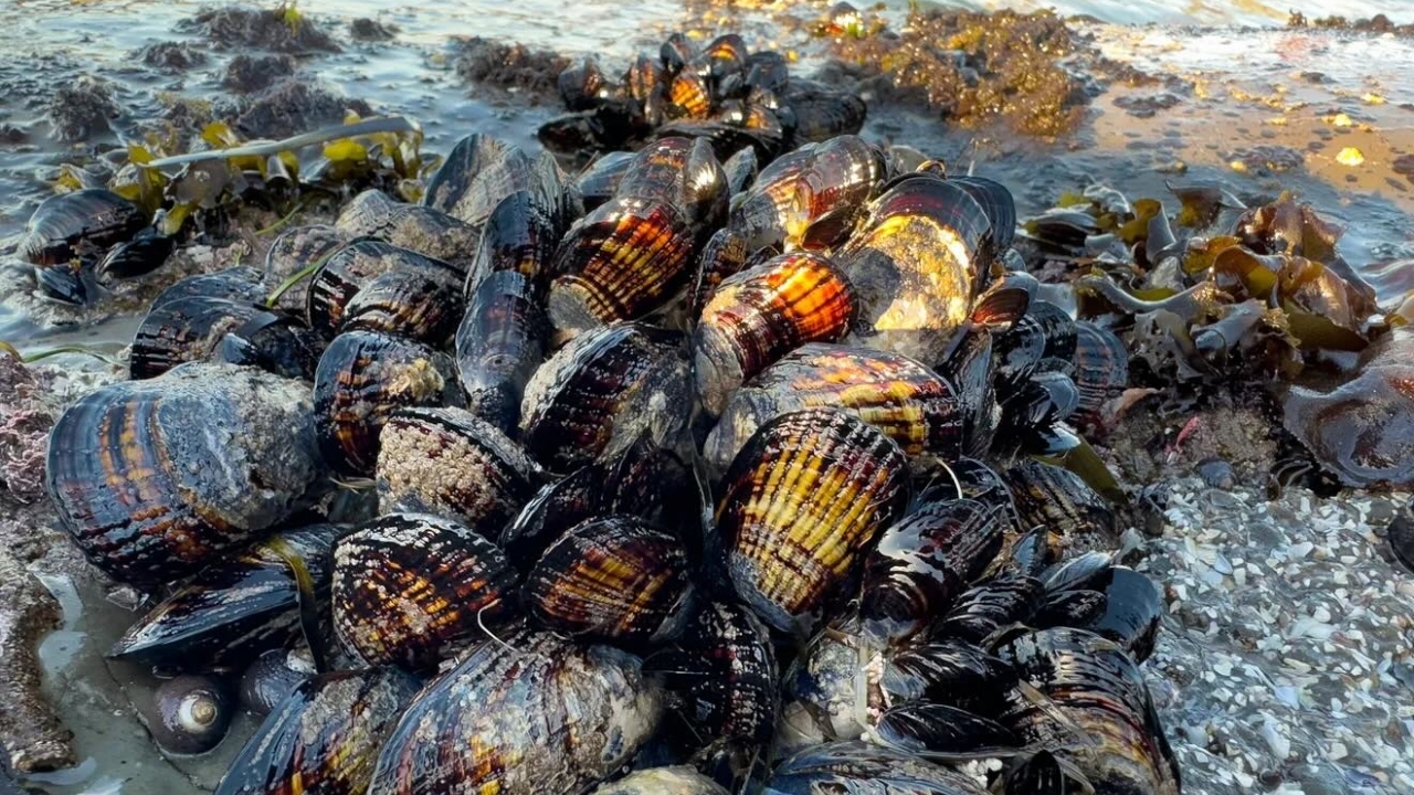 Mỹ: Bang California cảnh báo ngộ độc thần kinh do hải sản thân vỏ