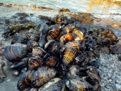 Mỹ: Bang California cảnh báo ngộ độc thần kinh do hải sản thân vỏ