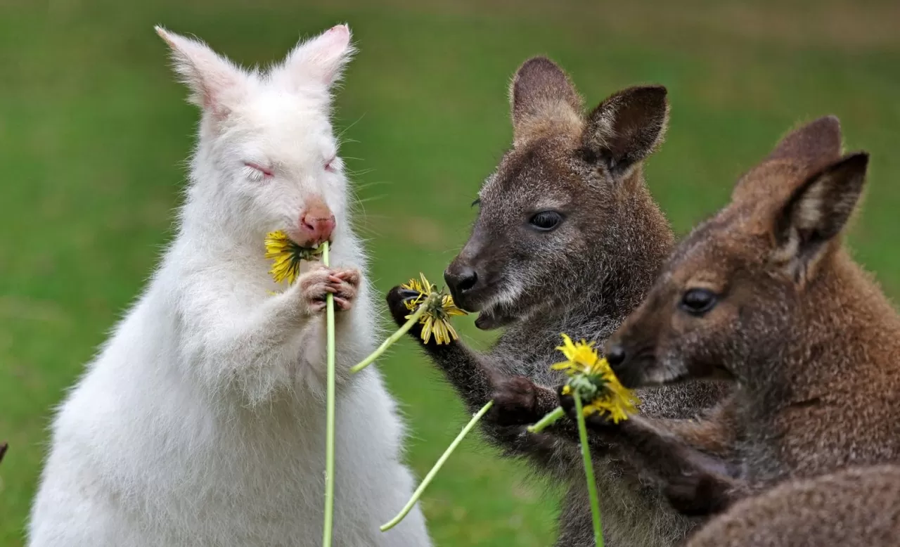 Abigail, một con kangaroo bạch tạng tại Công viên Chim Marlow ở Marlow, Đức, nhận hoa làm bữa sáng trong ngày sinh nhật đầu tiên vào thứ Ba, ngày 29 tháng 4. (Nguồn: Getty Images)