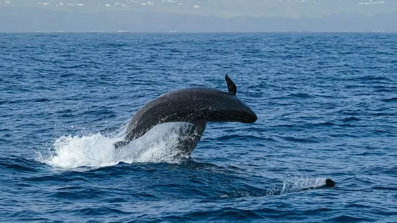 Australia: Nhiều cá thể cá ông chuông mắc cạn ngoài khơi bãi biển Australia: Nhiều cá thể cá ông chuông mắc cạn ngoài khơi bãi biển