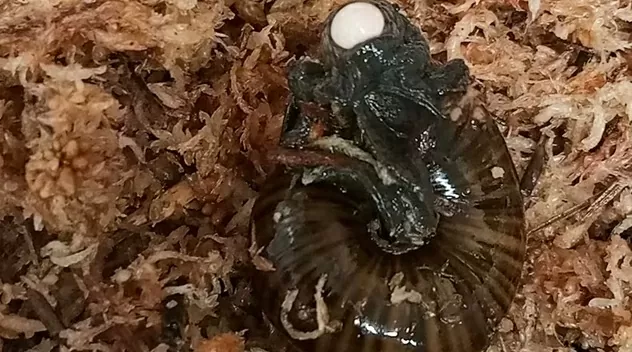 New Zeland: Phát hiện loài ốc quý hiếm đẻ trứng từ cổ