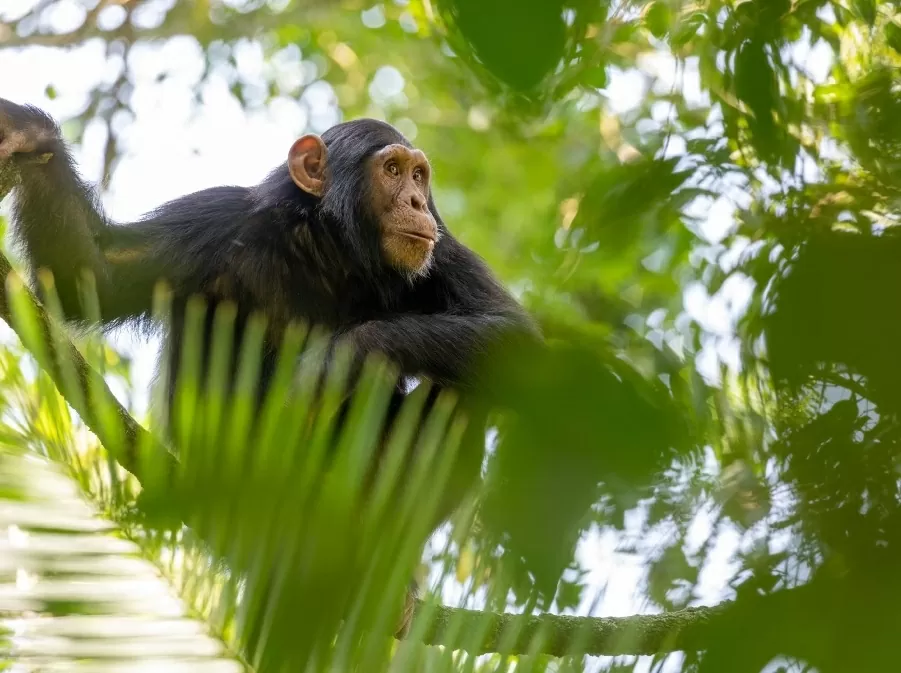 Hé lộ một loài vật có khả năng giao tiếp tinh vi như ngôn ngữ con người. National Geographic