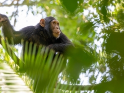 Hé lộ một loài vật có khả năng giao tiếp tinh vi như ngôn ngữ con người