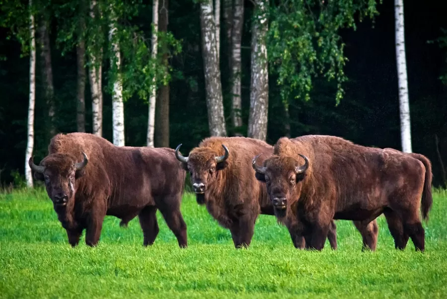 10 điểm đến hút khách nhất Belarus: Di sản, thiên nhiên và những điều kỳ thú 10 điểm đến hút khách nhất Belarus: Di sản, thiên nhiên và những điều kỳ thú