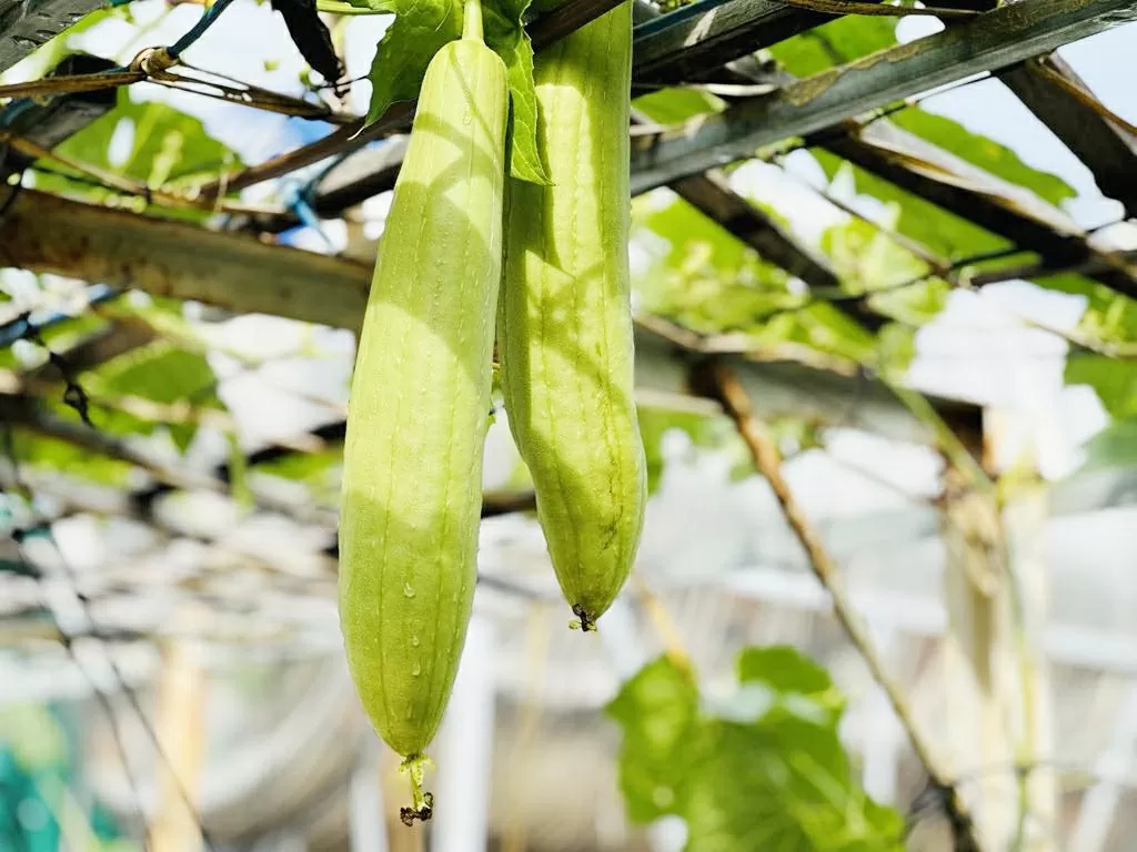undefined 3 không khi ăn mướp