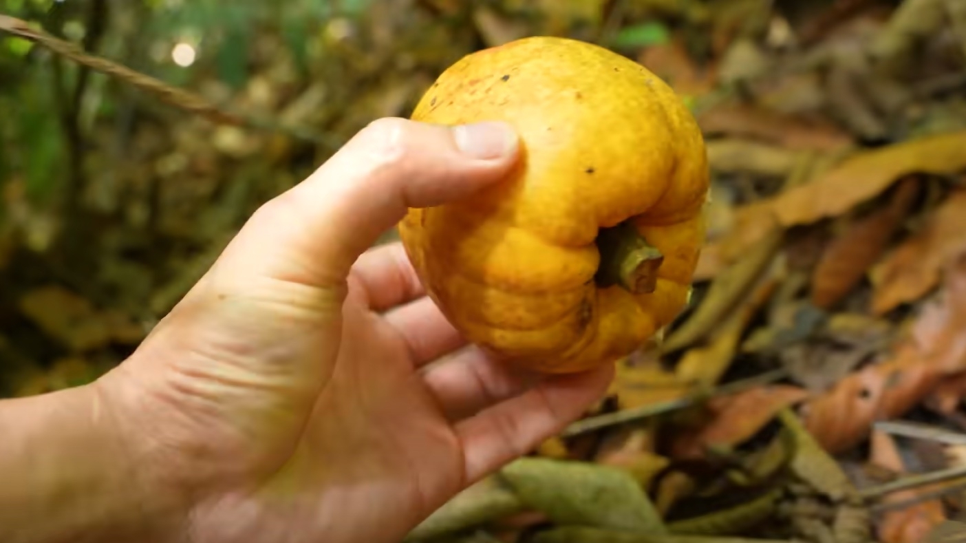 Đặc sản trời ban được bà con vùng cao săn đón