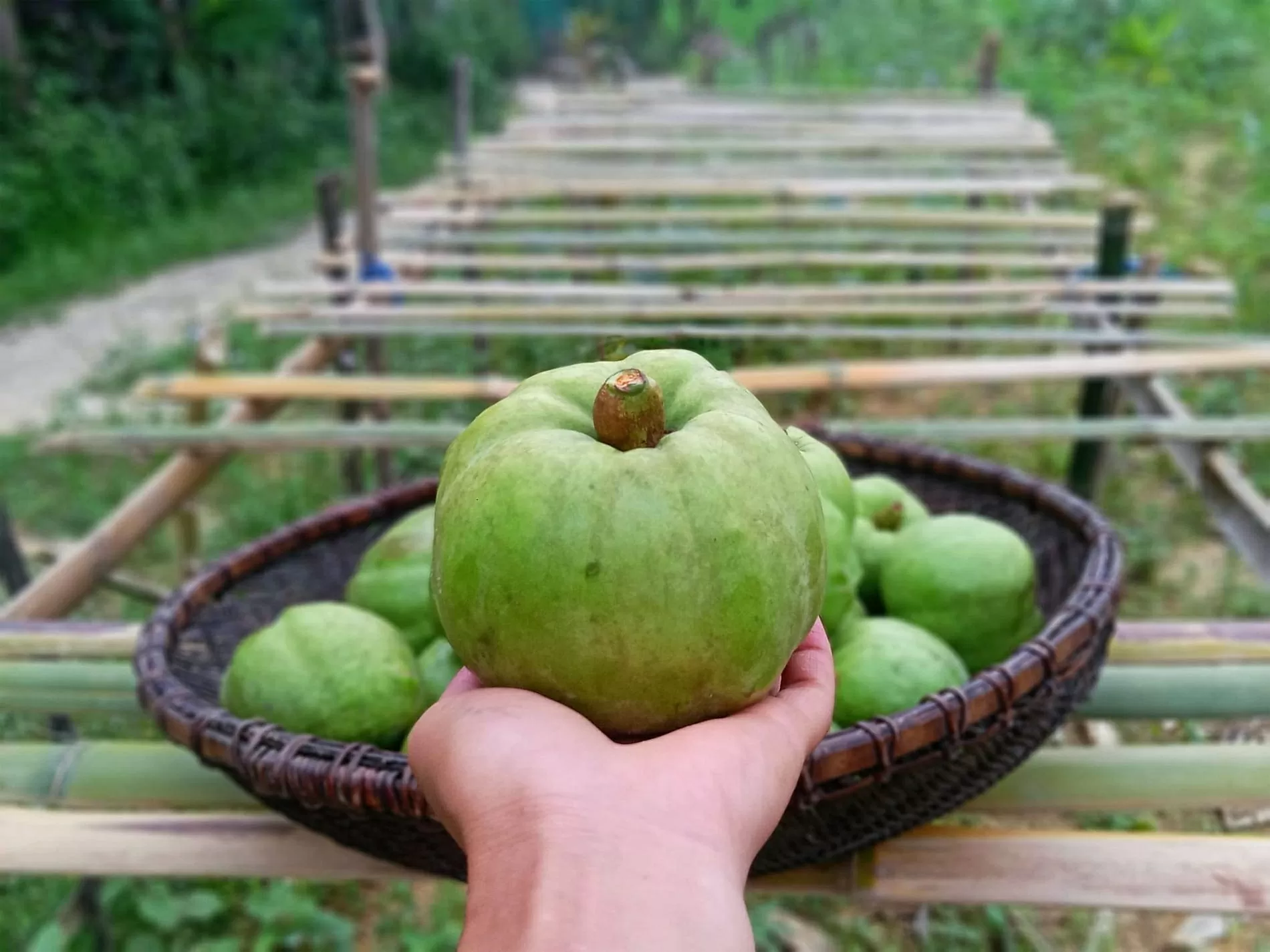 Đặc sản ‘trời ban’ được bà con vùng cao ‘săn đón’